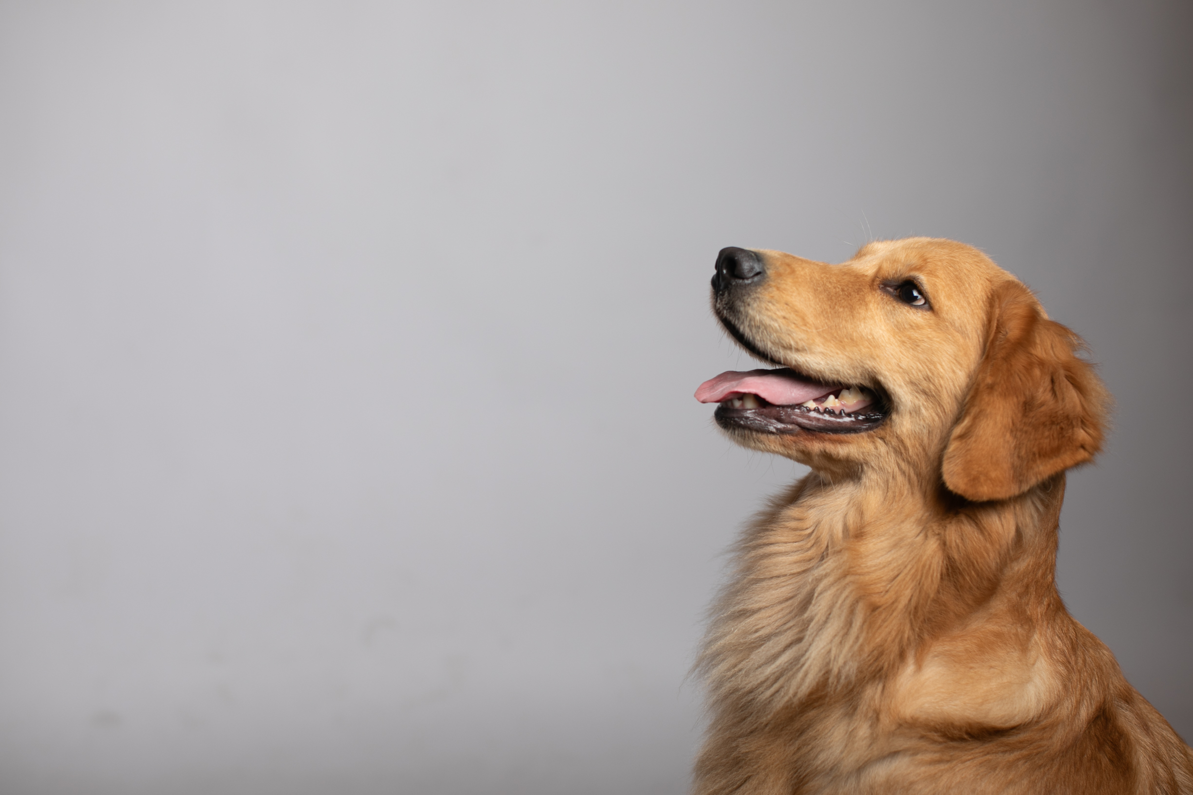 Addestramento di golden retriever a Vigevano