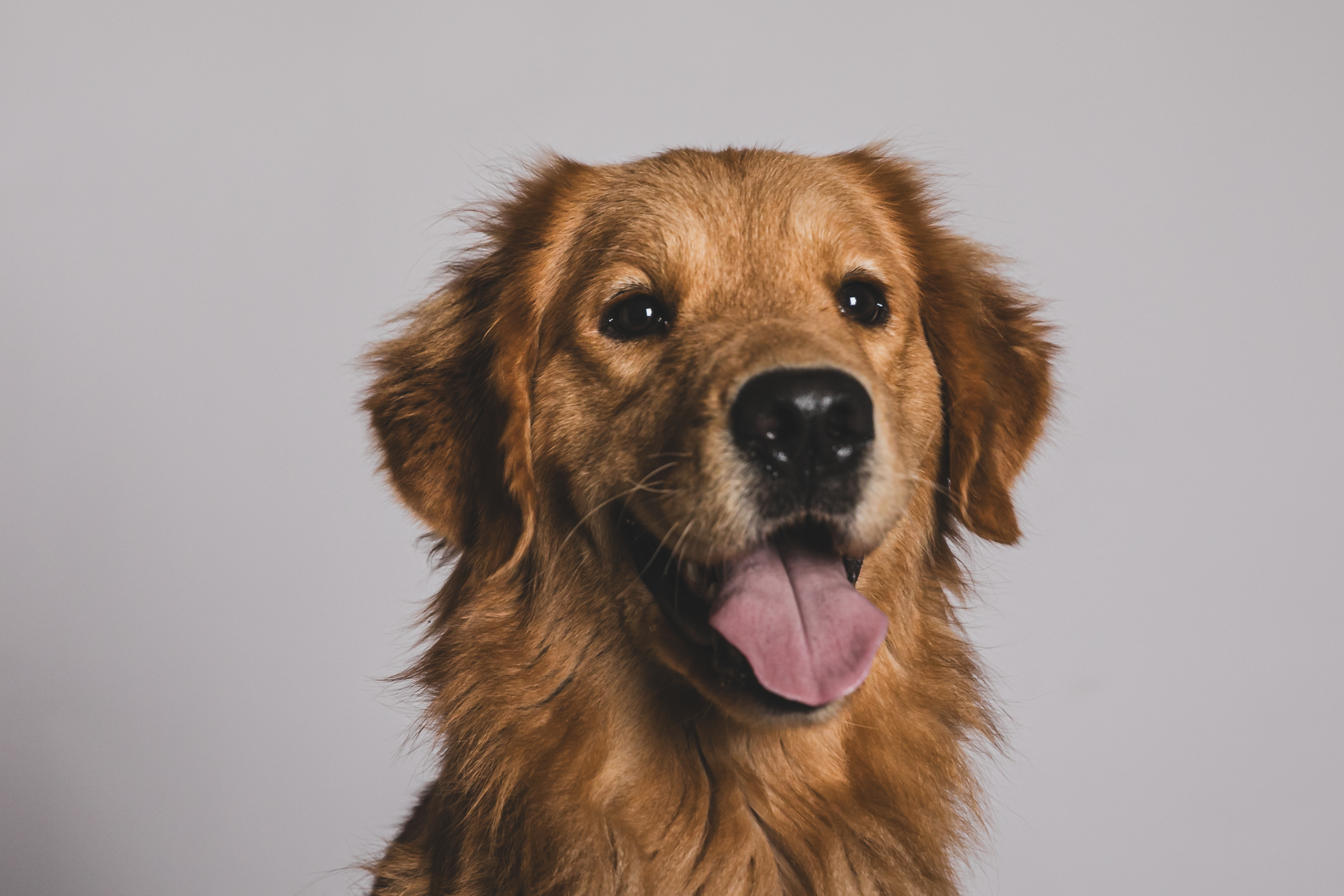 Addestramento di golden retriever a Vigevano