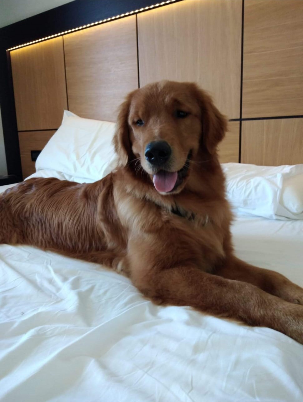 Vendita di cuccioli american golden retriever a Vigevano