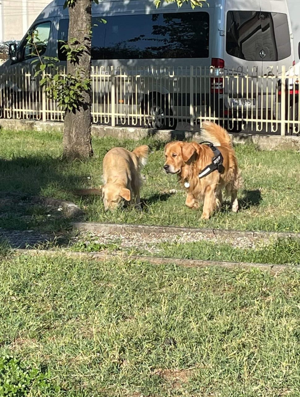 Vendita di cuccioli american golden retriever a Vigevano